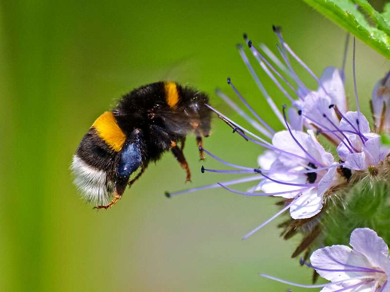 Erdhummel (Bombus sp.), (c) Kathy Büscher/NABU-naturgucker.de; Lizenz: CC BY-SA 4.0 DEED (Namensnennung – Weitergabe unter gleichen Bedingungen 4.0 International)