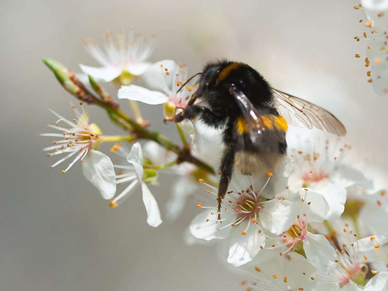 Erdhummel (Bombus sp.), (c) Martina Limprecht/NABU-naturgucker.de; Lizenz: CC BY-SA 4.0 DEED (Namensnennung – Weitergabe unter gleichen Bedingungen 4.0 International)