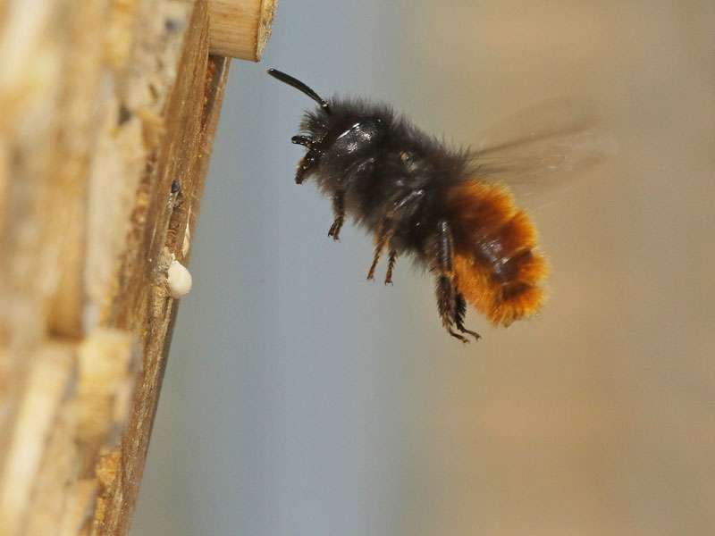 Gehörnte Mauerbiene (Osmia cornuta), (c) Armin Teichmann/NABU-naturgucker.de; Lizenz: CC BY-SA 4.0 DEED (Namensnennung – Weitergabe unter gleichen Bedingungen 4.0 International)