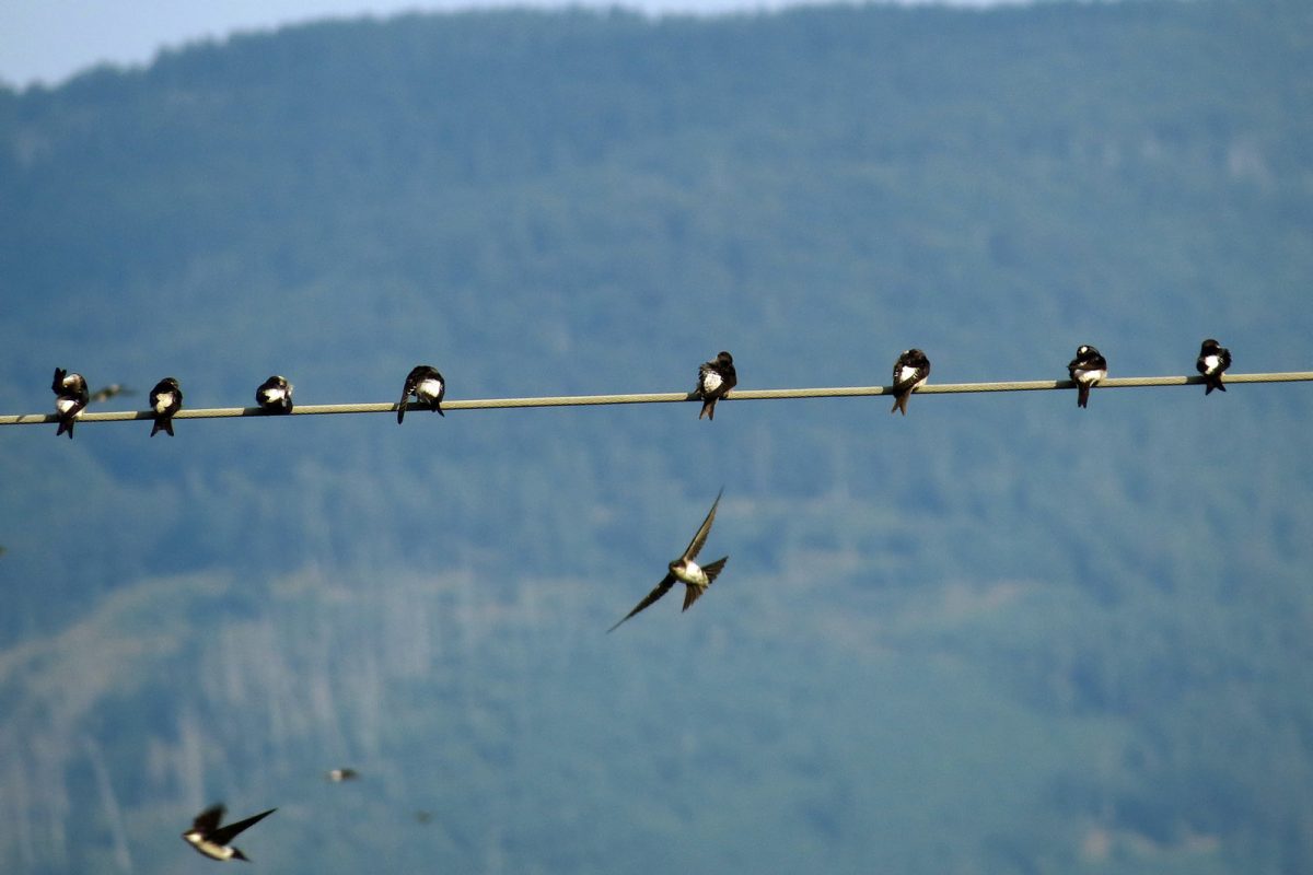 Mehlschwalben, (c) Gerwin Bärecke/NABU-naturgucker.de