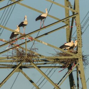 Weißstörche (Ciconia ciconia): Geselliger Nestbau in einem Strommast, (c) Udo Krupka/NABU-naturgucker.de Weißstörche (Ciconia ciconia): Geselliger Nestbau in einem Strommast, (c) Udo Krupka/NABU-naturgucker.de