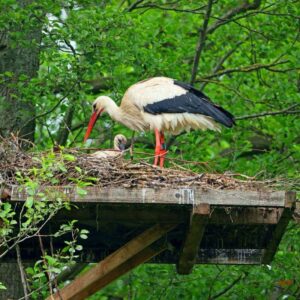 Weißstorch-Nest (Ciconia ciconia) mit Nachwuchs auf einer Nisthilfe, (c) Jürgen Podgorski/NABU-naturgucker.de Weißstorch-Nest (Ciconia ciconia) mit Nachwuchs auf einer Nisthilfe, (c) Jürgen Podgorski/NABU-naturgucker.de