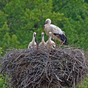 Weißstorchfamilie (Ciconia ciconia) mit Nestlingen, (c) Roland Tichai/NABU-naturgucker.de Weißstorchfamilie (Ciconia ciconia) mit Nestlingen, (c) Roland Tichai/NABU-naturgucker.de