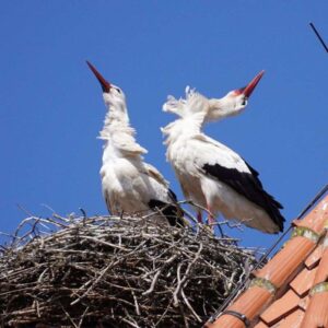 Ein Weißstorch-Brutpaar (Ciconia ciconia) klappert zur Begrüßung auf dem Nest, (c) Angelika Nijhoff/NABU-naturgucker.de Ein Weißstorch-Brutpaar (Ciconia ciconia) klappert zur Begrüßung auf dem Nest, (c) Angelika Nijhoff/NABU-naturgucker.de