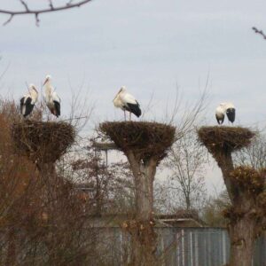 Eine Weißstorch-Brutkolonie (Ciconia ciconia) auf abgesägten Baumkronen, (c) Helga Nitsche/NABU-naturgucker.de Eine Weißstorch-Brutkolonie (Ciconia ciconia) auf abgesägten Baumkronen, (c) Helga Nitsche/NABU-naturgucker.de