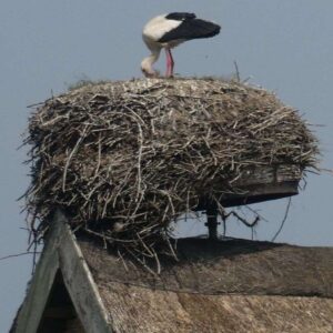 Dieses Nest eines Weißstorchs (Ciconia ciconia) auf einem Reetdach beschränkt sich längst nicht mehr auf die Nisthilfe, (c) Inge Bartholomäus-Kaelcke/NABU-naturgucker.de Dieses Nest eines Weißstorchs (Ciconia ciconia) auf einem Reetdach beschränkt sich längst nicht mehr auf die Nisthilfe, (c) Inge Bartholomäus-Kaelcke/NABU-naturgucker.de