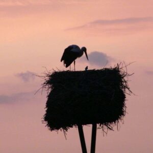 Ein über Jahre gewachsenes Nest eines Weißstorchs (Ciconia ciconia) bei Dämmerung, (c) Ingo Bierschwale/NABU-naturgucker.de Ein über Jahre gewachsenes Nest eines Weißstorchs (Ciconia ciconia) bei Dämmerung, (c) Ingo Bierschwale/NABU-naturgucker.de
