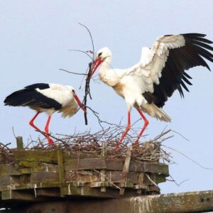 Weißstorch-Brutpaar (Ciconia ciconia) beim Nestbau, (c) Ulrich Köller/NABU-naturgucker.de Weißstorch-Brutpaar (Ciconia ciconia) beim Nestbau, (c) Ulrich Köller/NABU-naturgucker.de
