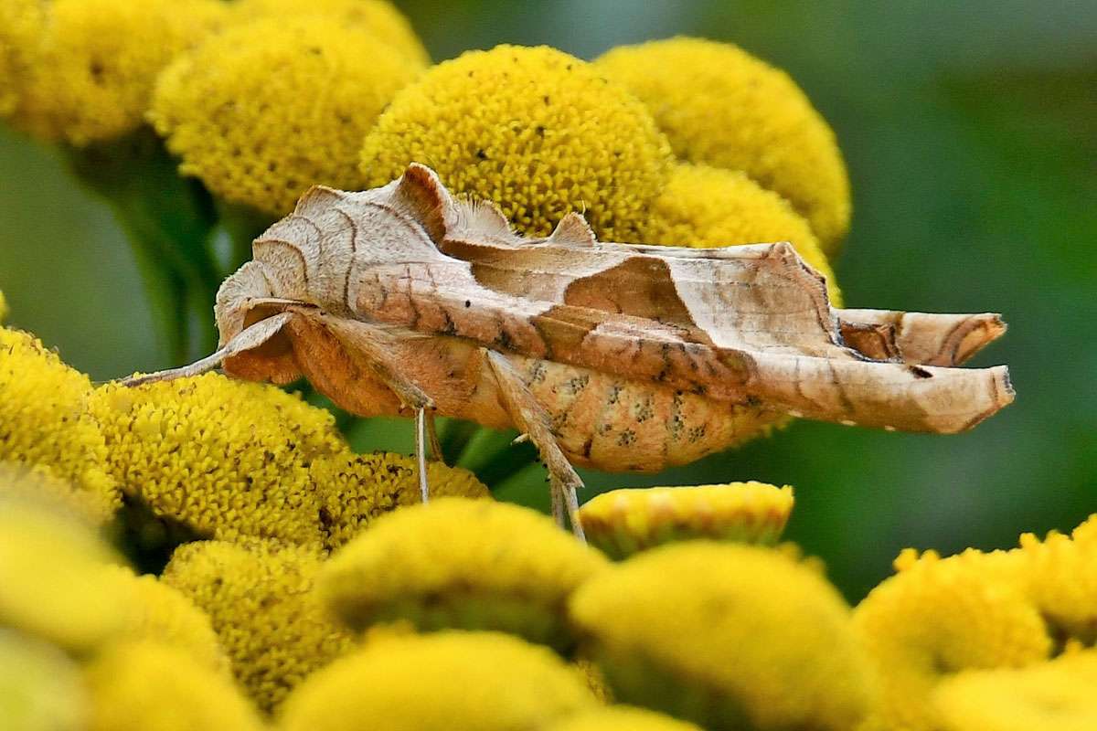 Achateule (Phlogophora meticulosa), (c) Rolf Jantz/NABU-naturgucker.de