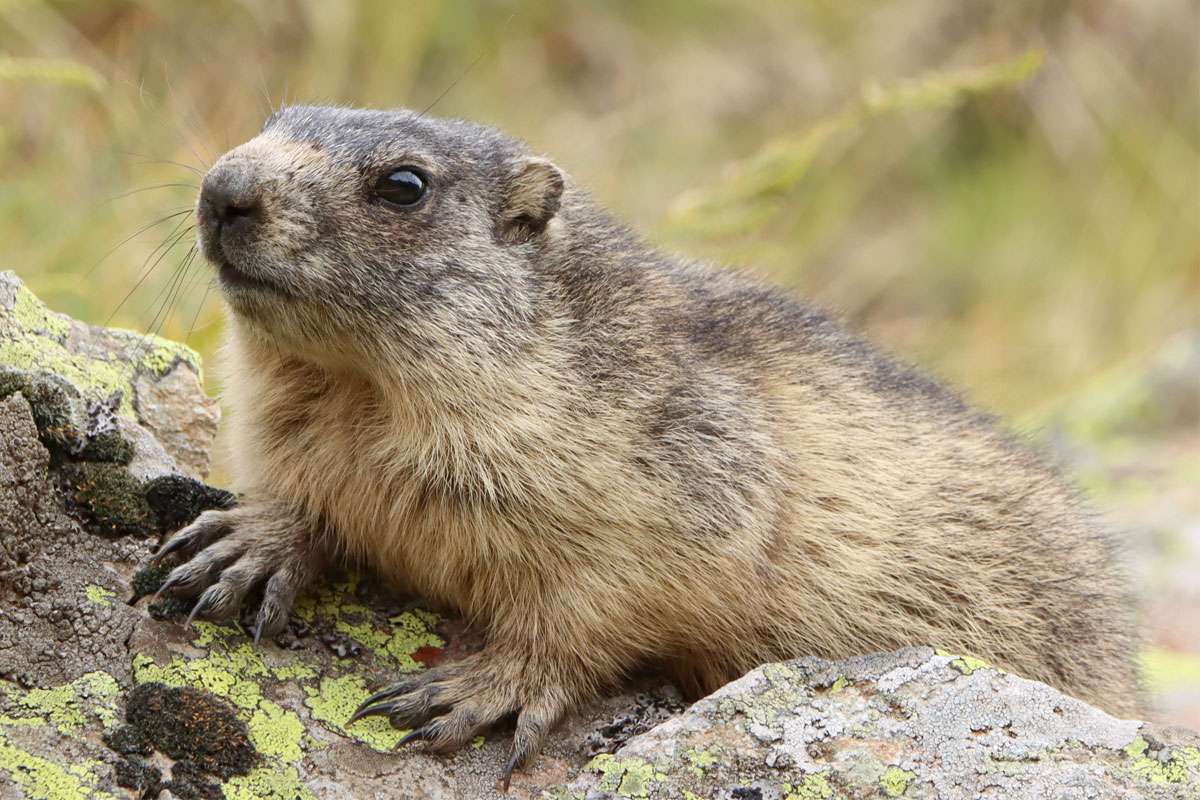 Alpenmurmeltier (Marmota marmota), (c) Carsten Sekula/NABU-naturgucker.de