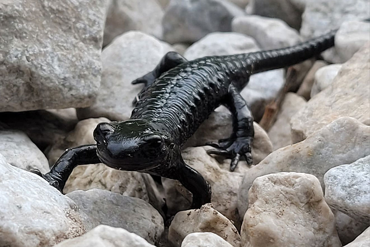 Alpensalamander (Salamandra atra), (c) Anja Stellfeld/NABU-naturgucker.de