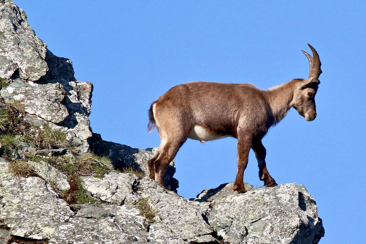 Alpensteinbock (Capra ibex), (c) Wolfgang Patczowsky/NABU-naturgucker.de