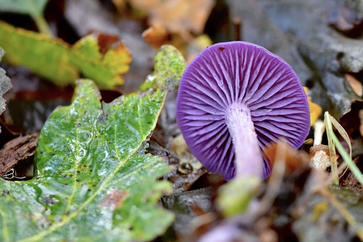 Amethystblättriger Lacktrichterling (Laccaria amethystina), (c) Ralph Bergs/NABU-naturgucker.de