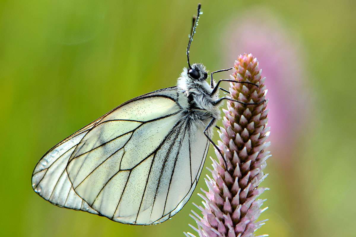 Baum-Weißling (Aporia crataegi), (c) Karin-Simone Hauth/NABU-naturgucker.de