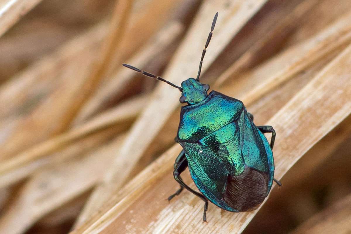 Blaugrüne Baumwanze (Zicrona caerulea), (c) Marion Metzer/NABU-naturgucker.de