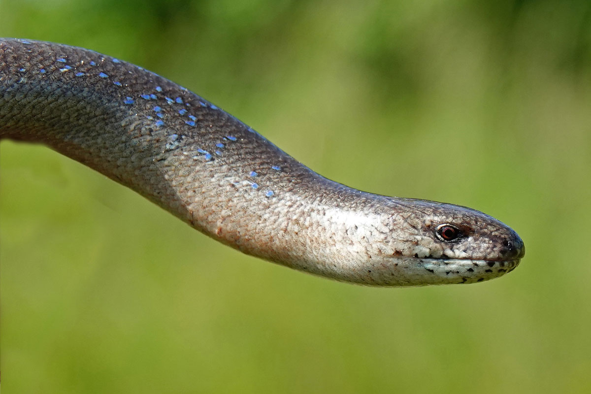 Blindschleiche (Anguis fragilis), (c) Jens Winter/NABU-naturgucker.de