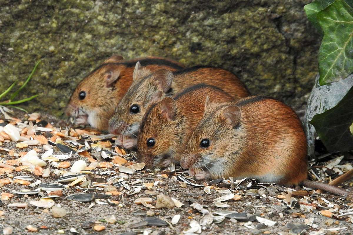 Brandmaus (Apodemus agrarius), (c) Michael Gabler/NABU-naturgucker.de