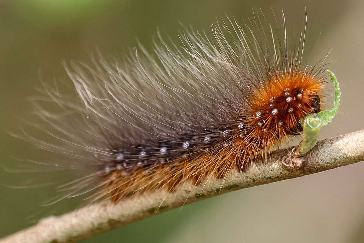 Raupe des Braunen Bärs (Arctia caja), (c) Istvan und Sabine Palfi/NABU-naturgucker.de