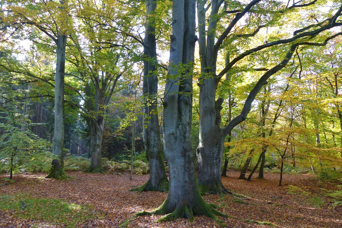 Buchenwald im Herbst, (c) Irene Freese/NABU-naturgucker.de