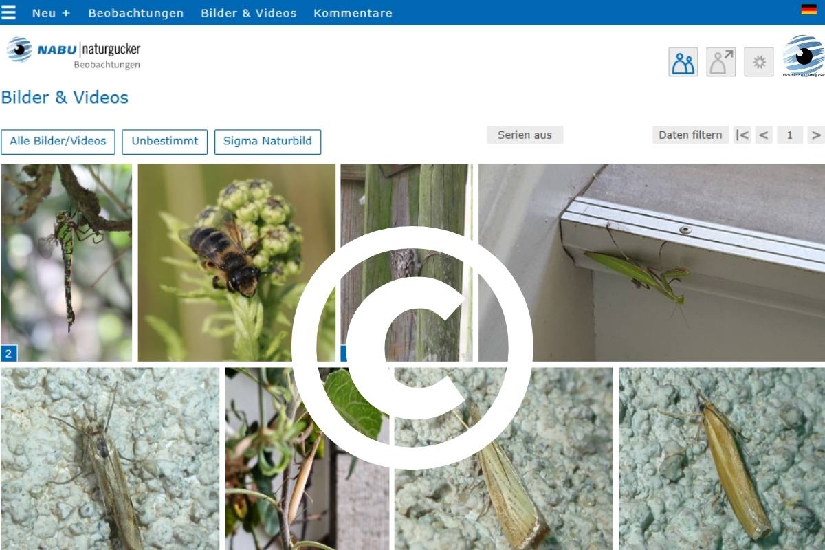 Datenbesitz und Urheberrecht auf dem Meldeportal