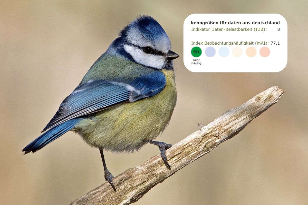 Blaumeise (Cyanistes caeruleus) mit Datenkenngrößen; Foto des Vogels (c) Roland Tichai/NABU-naturgucker.de