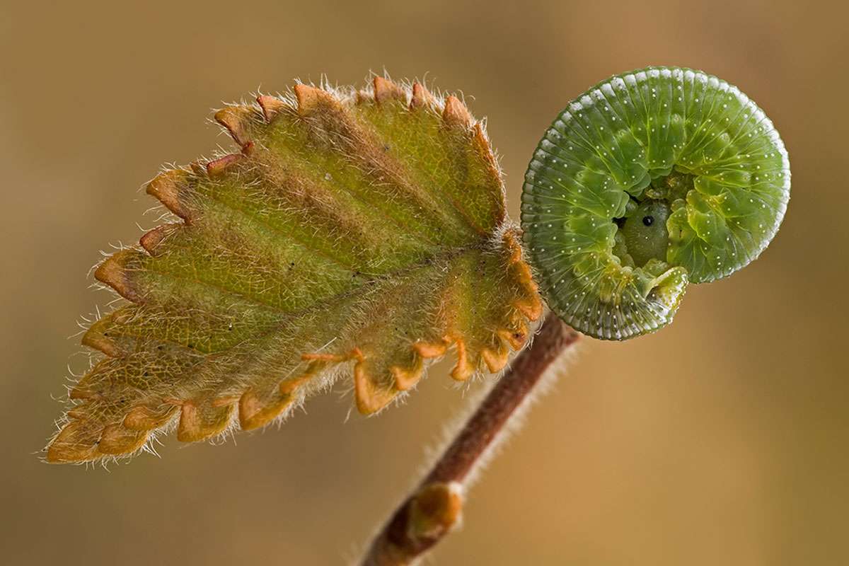 Larve einer Echten Blattwespe (Tenthredinidae), (c) Thomas Thieme/NABU-naturgucker.de