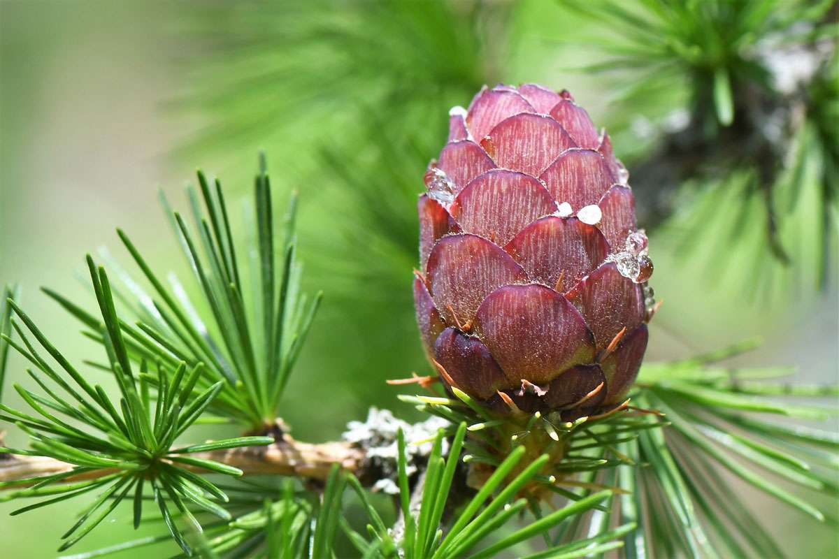 Europäische Lärche (Larix decidua), (c) Rolf Jantz/NABU-naturgucker.de