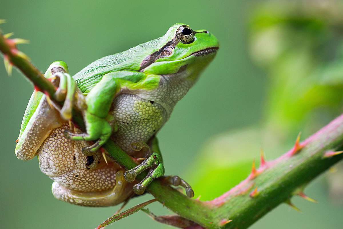 Europäischer Laubfrosch (Hyla arborea), (c) Winfried Rusch/NABU-naturgucker.de