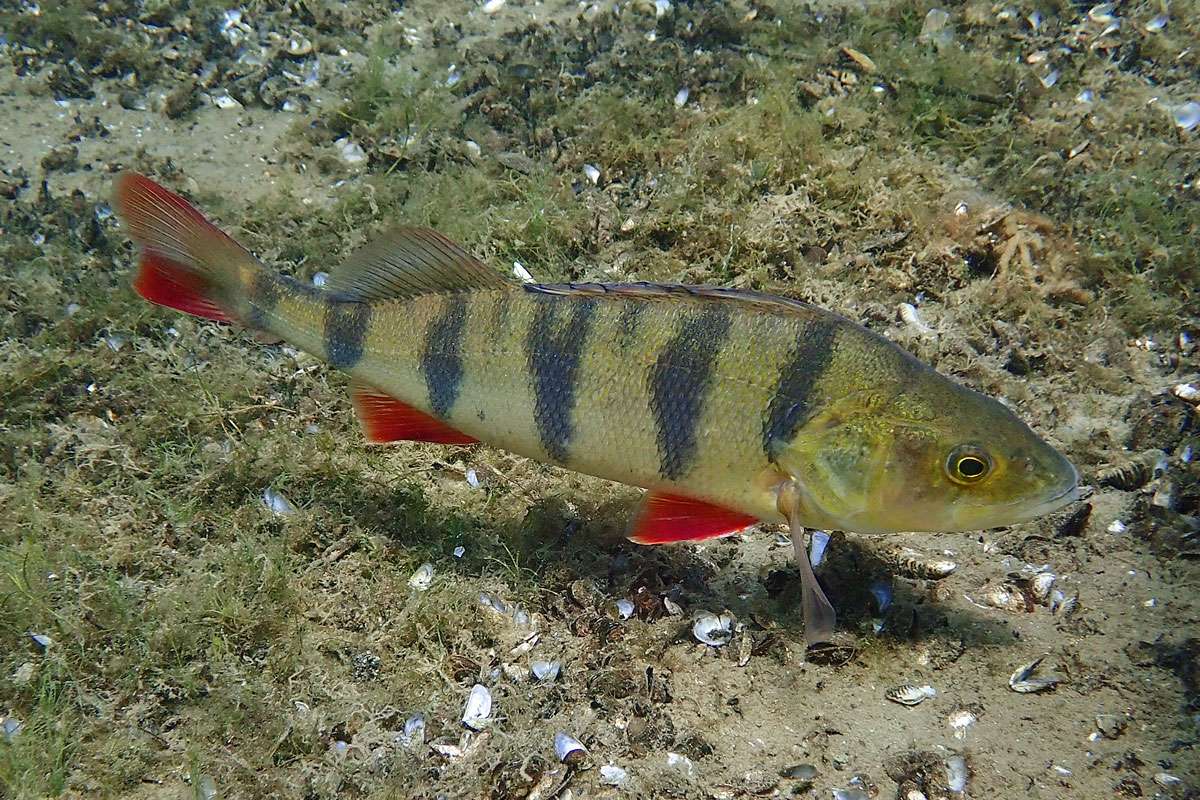 Flussbarsch (Perca fluviatilis), (c) Anita Sprungk/NABU-naturgucker.de