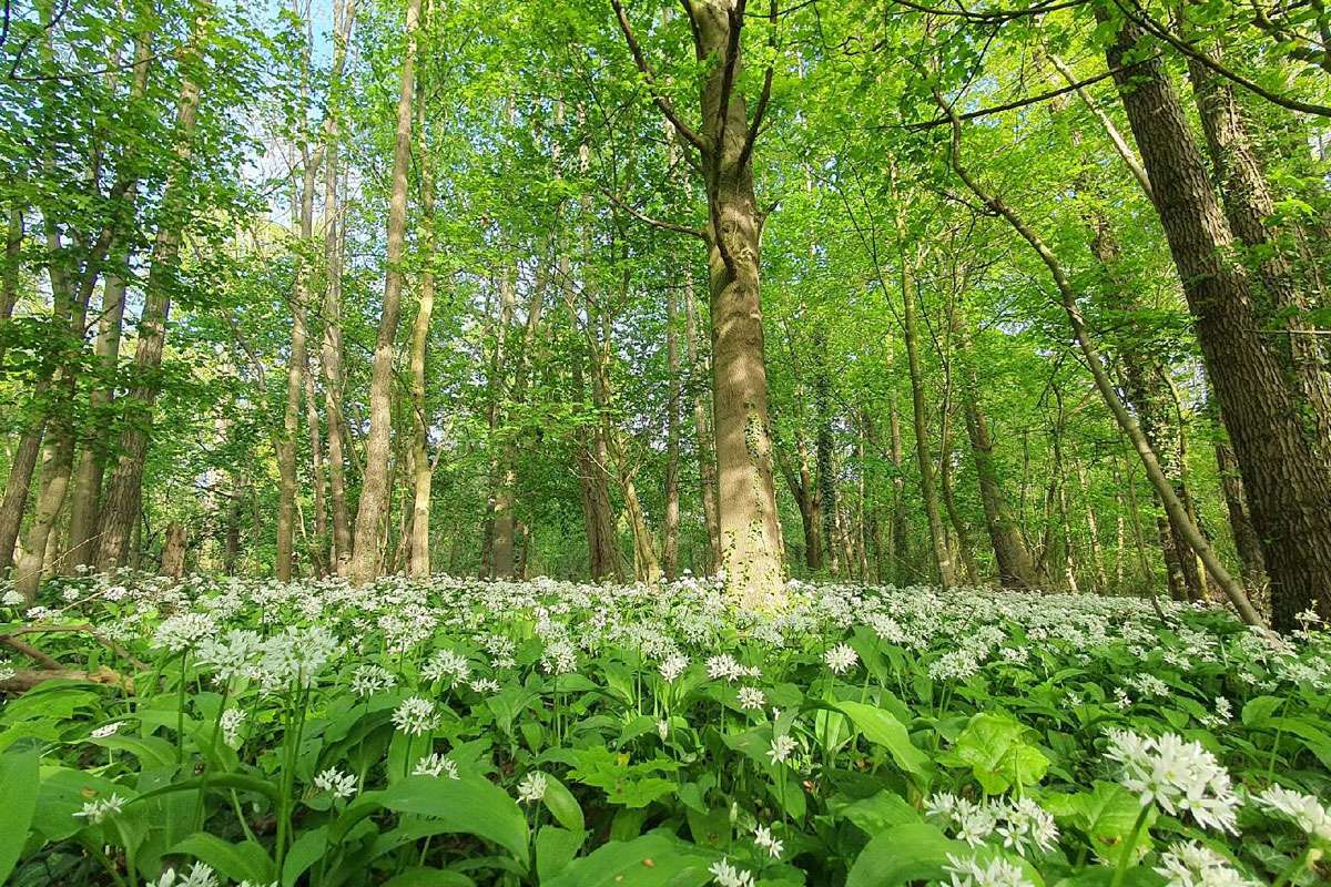 Frühling im Wald, (c) Frank Philip Gröhl/NABU-naturgucker.de