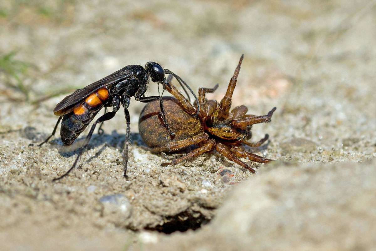 Frühlings-Wegwespe (Anoplius viaticus), (c) Sandra Malz/NABU-naturgucker.de