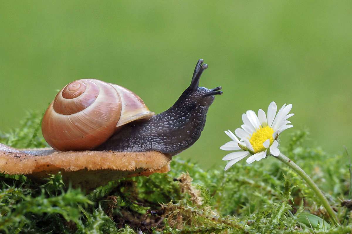 Gartenschnirkelschnecke (Cepaea hortensis), (c) Sonja Hahn/NABU-naturgucker.de