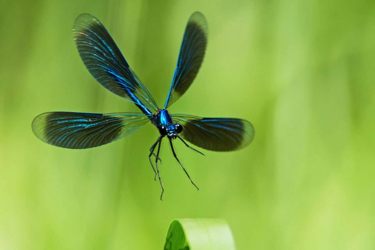 Männliche Gebänderte Prachtlibelle (Calopteryx splendens), (c) Stella Mielke/NABU-naturgucker,de