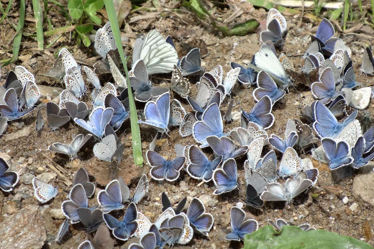 Geißklee-Bläuling (Plebejus argus), (c) Jeanette Asal/NABU-naturgucker.de