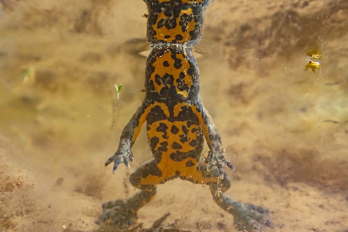 Gelbbauchunke (Bombina variegata), (c) Markus Harzdorf/NABU-naturgucker.de