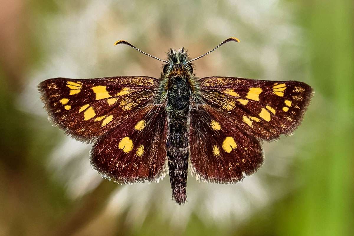 Gelbwürfeliger Dickkopffalter (Carterocephalus palaemon), (c) Istvan und Sabine Palfi/NABU-naturgucker.de