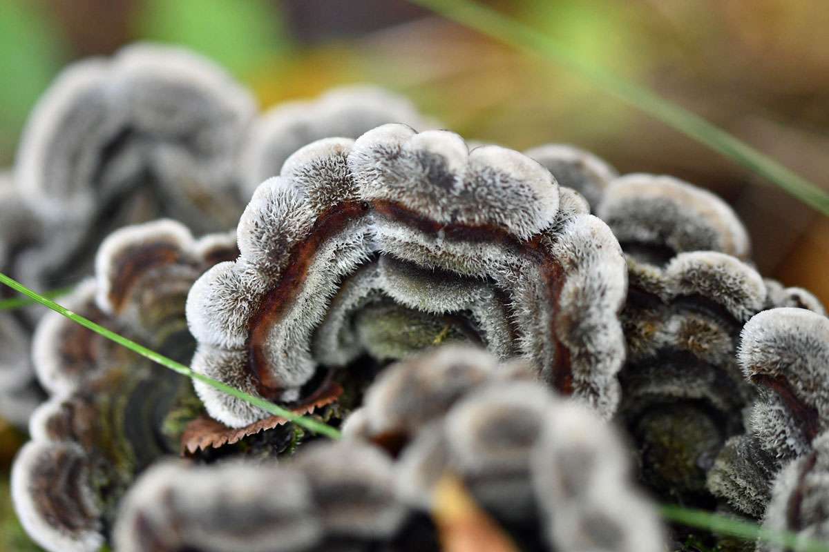 Gezonter Ohrlappenpilz (Auricularia mesenterica), (c) Ralph Bergs/NABU-naturgucker.de