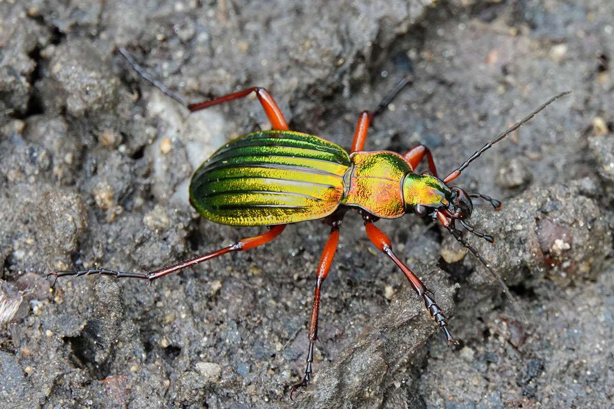 Goldglänzender Laufkäfer (Carabus auronitens), (c) Jens Winter/NABU-naturgucker.de