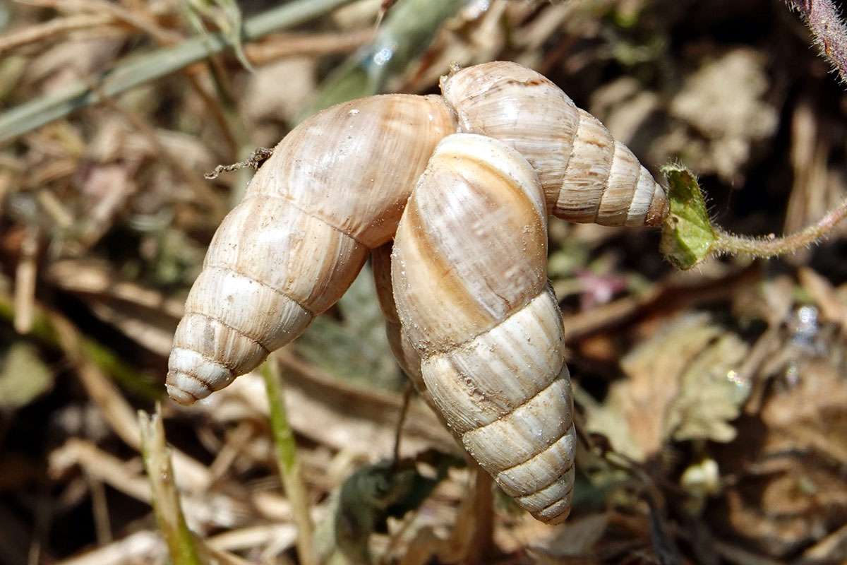 Große Vielfraßschnecke (Zebrina detrita), (c) Jens Winter/NABU-naturgucker.de