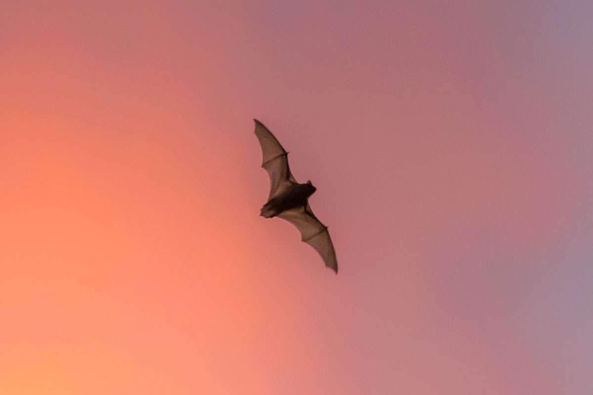 Großer Abendsegler (Nyctalus noctula), (c) Bernd Kleinschrod/NABU-naturgucker.de