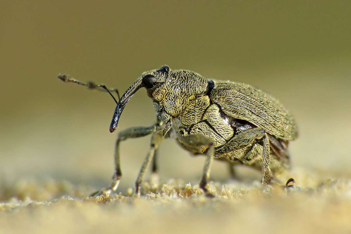 Großer Rapsstängelrüssler (Ceutorhynchus napi), (c) Gerwin Bärecke/NABU-naturgucker.de