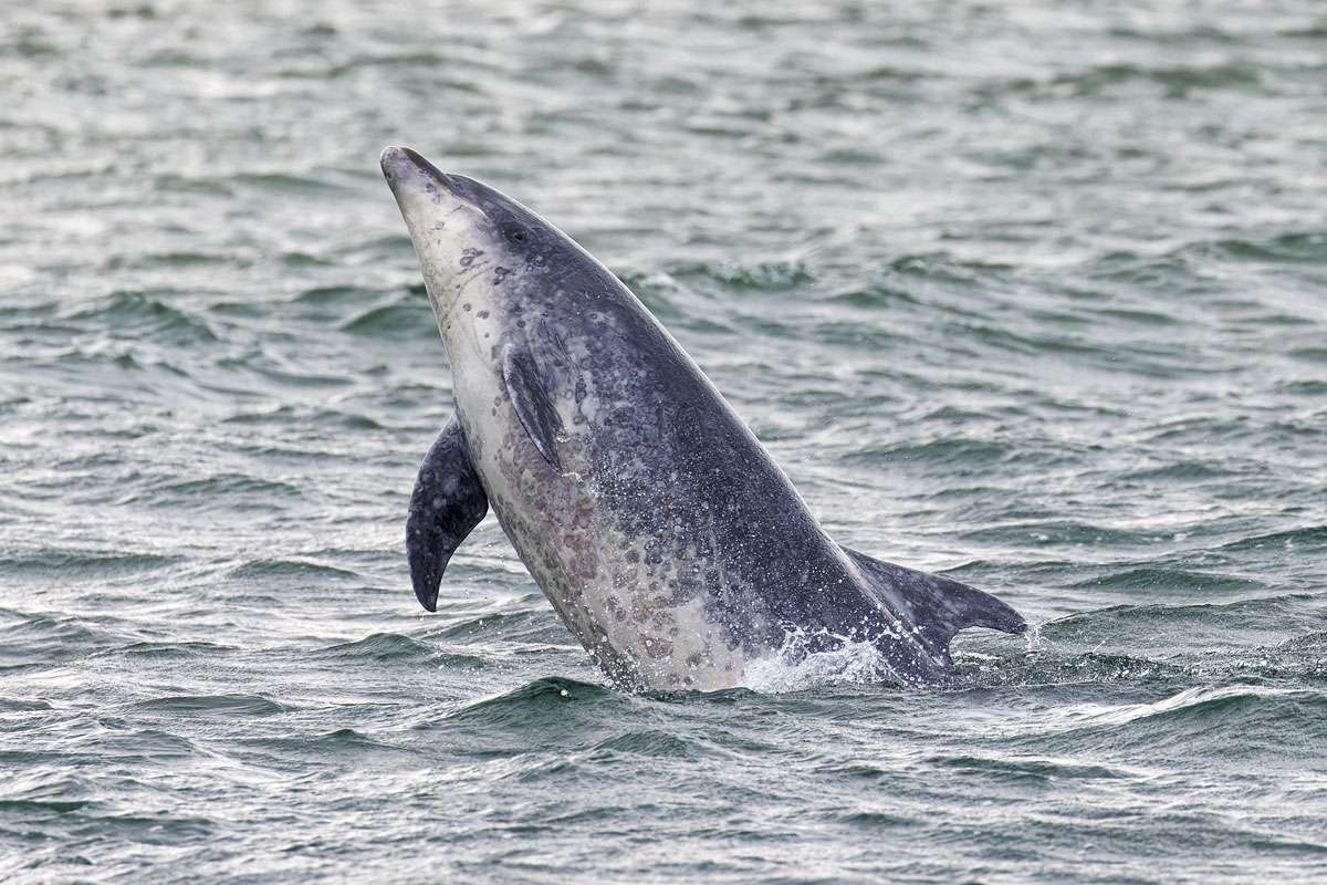 Großer Tümmler (Tursiops truncatus), (c) Thomas Schwarzbach/NABU-naturgucker.de