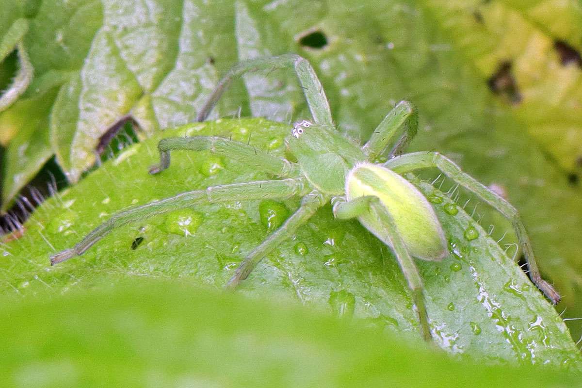 Grüne Huschspinne (Micrommata virescens), (c) Jens Winter/NABU-naturgucker.de