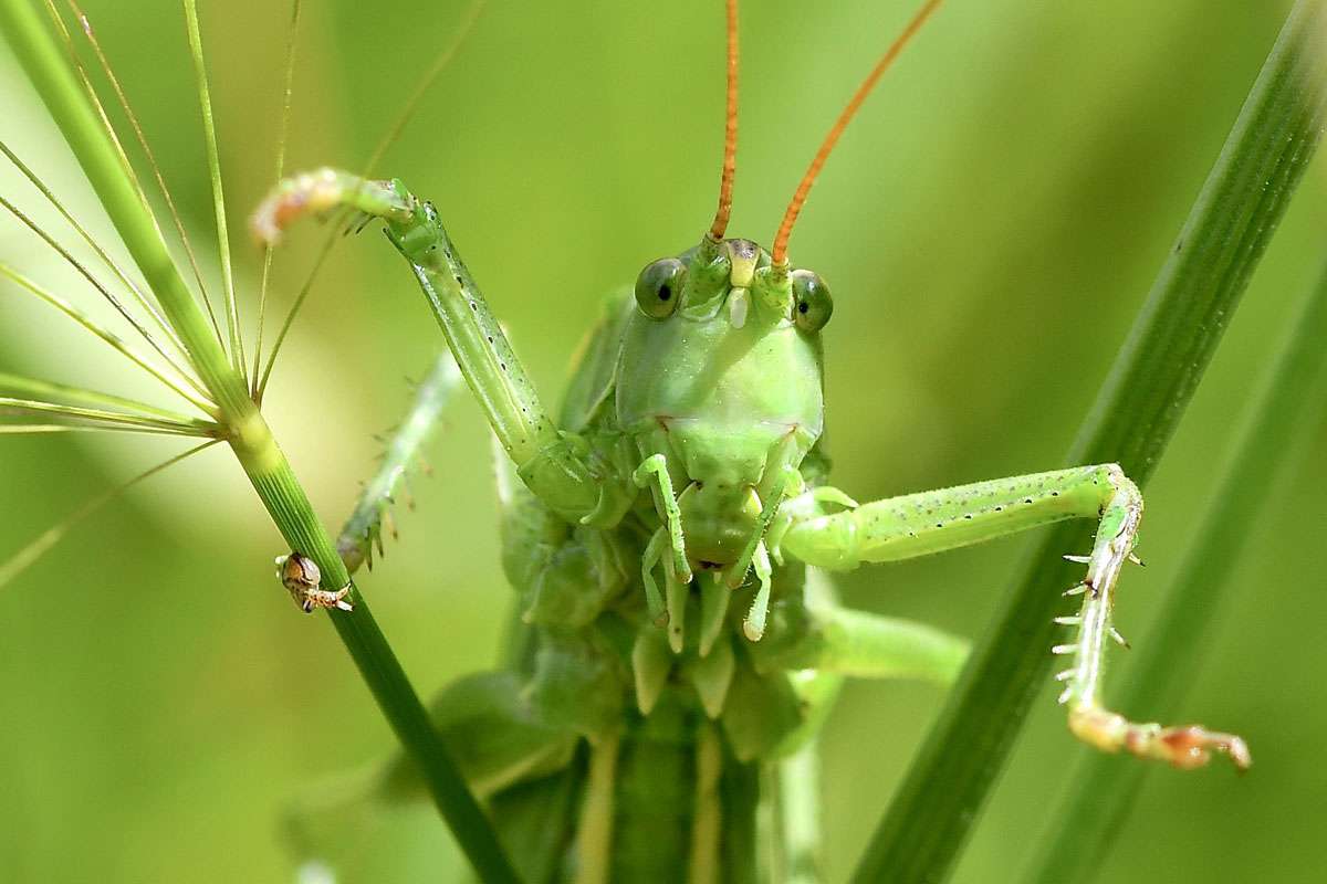 Grünes Heupferd (Tettigonia viridissima), (c) Ralph Bergs/NABU-naturgucker.der