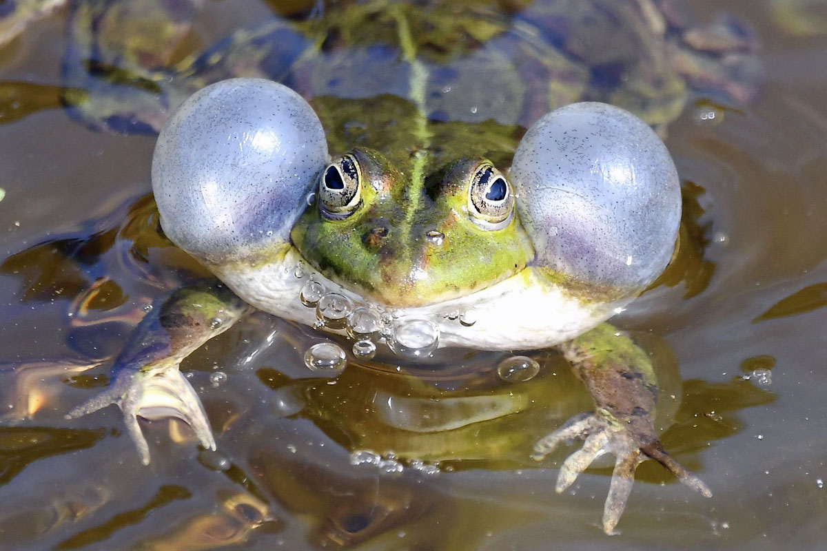 Grünfrosch (Pelophylax esculentus/ridibundus), (c) Ralph Bergs/NABU-naturgucker.de