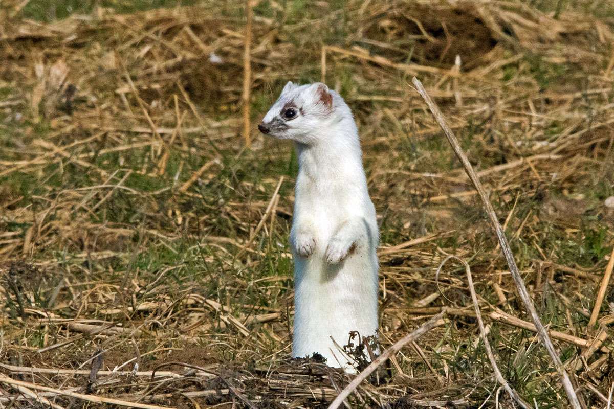 Hermelin (Mustela erminea), (c) Roland Tichai/NABU-naturgucker.de