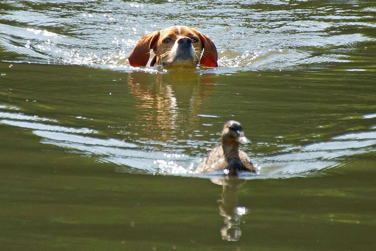 Auch auf uns begleitende Vierbeiner sollten wir achten und sie nicht einfach mausernde Enten jagen lassen, (c) Gaby Schulemann-Maier