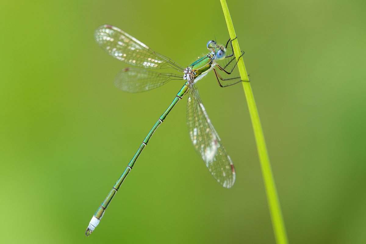 Kleine Binsenjungfer (Lestes virens), (c) Jens Winter/NABU-naturgucker.de