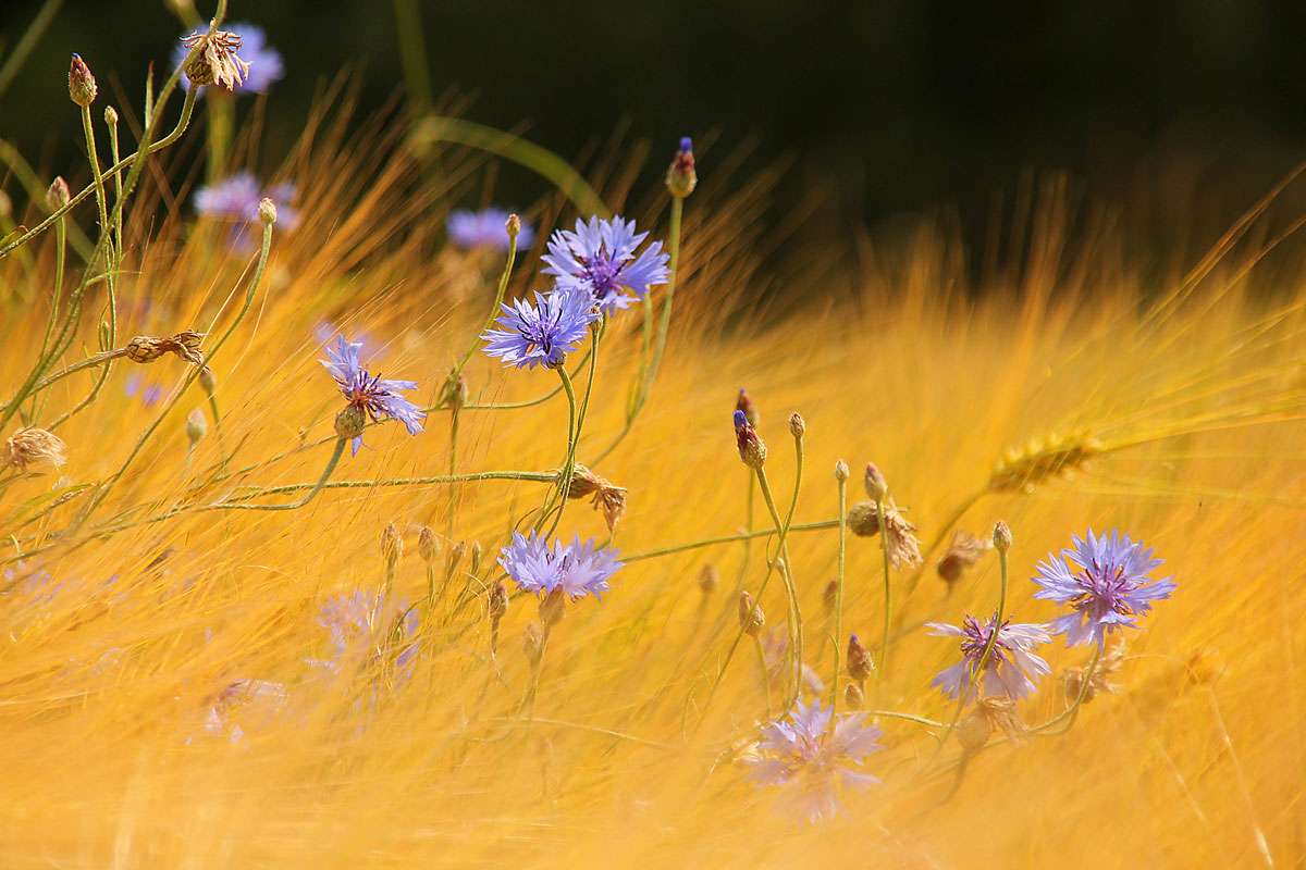 Kornblume (Centaurea cyanus), (c) Frank Beisheim/NABU-naturgucker.de