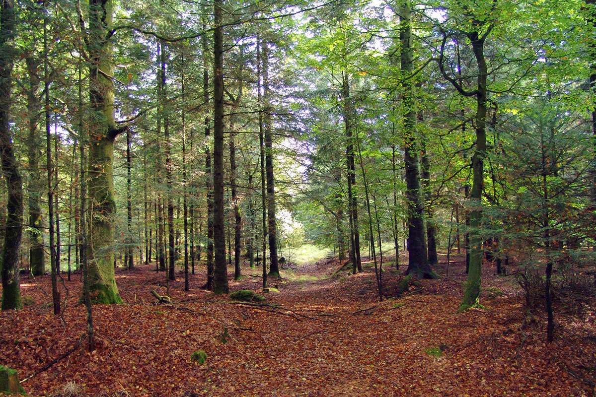 Lebensraum Laubwald, (c) Hans Hansen/Pixabay